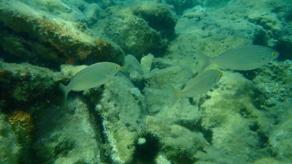 Salema Porgy Dreamfish Sarpa Salpa Onderzees Egeïsche Zee Griekenland Thasos — Stockfoto