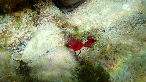 紅海の潮または紅海の桃 Halocynthia Papillosa エーゲ海 ギリシャ タソス島 — ストック写真
