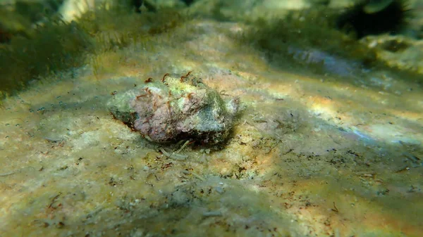 Caranguejo Eremita Costa Rochosa Mediterrânica Clibanarius Erythropus Concha Caracol Mar — Fotografia de Stock