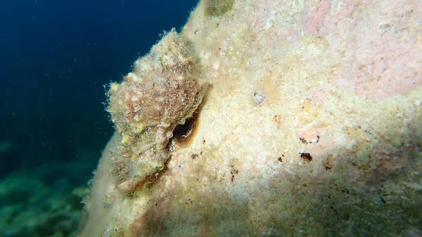Θαλάσσια Σαλιγκάρια Trunculus Murex Banded Murex Κορμός Murex Banded Dye — Φωτογραφία Αρχείου
