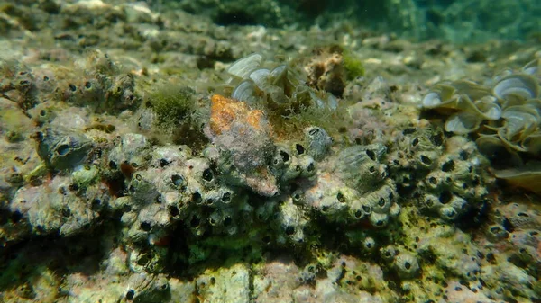 Sea snail trunculus murex or banded murex, trunk murex, banded dye-murex (Hexaplex trunculus) undersea, Aegean Sea, Greece, Thasos island