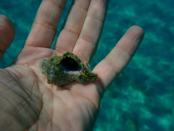 Sea Snail Banded Dye Murex Hexaplex Trunculus Hand Diver Aegean — Stock Photo, Image