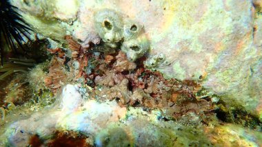 Thalloid kırmızı algleri Peyssonnelia rosa-marina sualtı, Ege Denizi, Yunanistan, Thasos Adası