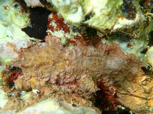 Θαλλοειδή Κόκκινα Φύκια Peyssonnelia Rosa Marina Undersea Αιγαίο Πέλαγος Ελλάδα — Φωτογραφία Αρχείου