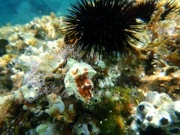 Seashell Sea Snail Banded Dye Murex Hexaplex Trunculus Undersea Egeiska — Stockfoto