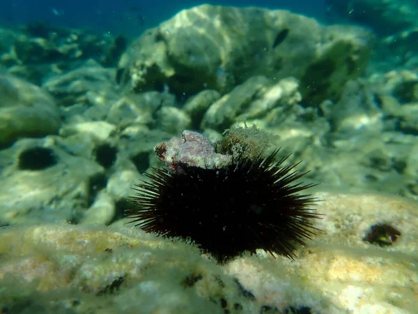 Seashell Sea Snail Banded Dye Murex Hexaplex Trunculus Subsea Aegean — Foto Stock