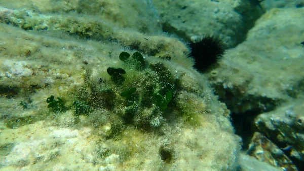 Algues Vertes Calcaires Thon Halimeda Sous Marines Mer Égée Grèce — Photo