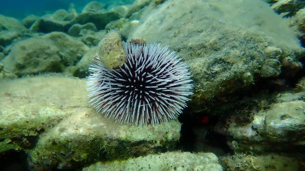 Violet Sea Urchin Sphaerechinus Granularis Undersea Aegean Sea Greece Thasos — Stock Photo, Image