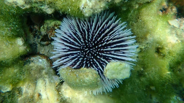 Ouriço Mar Violeta Sphaerechinus Granularis Submarino Mar Egeu Grécia Ilha — Fotografia de Stock