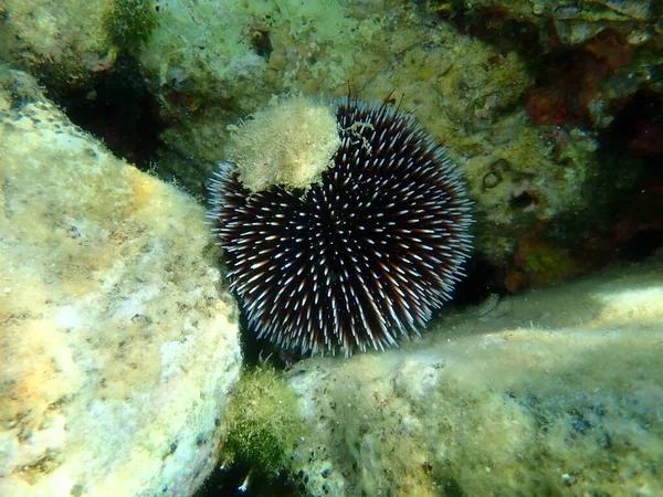 Violet Sea Urchin Sphaerechinus Granularis Undersea Eegean Sea Greece Thasos — стокове фото