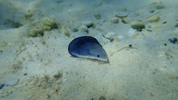 エーゲ海 ギリシャ タソス島 ビバルブ軟体動物共通筋または青い筋 ミティルス エドゥリス の貝殻 — ストック写真