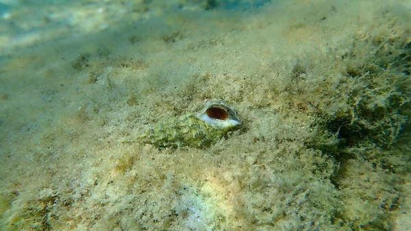 stock image Sea snail common cerith or European cerith (Cerithium vulgatum) on sea bottom, Aegean Sea, Greece, Thasos island