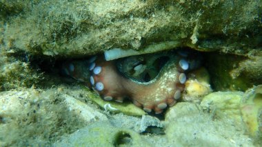 Ortak ahtapot (Octopus vulgaris) denizaltı, Ege Denizi, Yunanistan, Thasos Adası