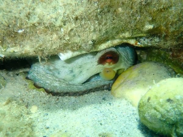 Polpo Comune Octopus Vulgaris Sottomarino Mar Egeo Grecia Isola Taso — Foto Stock