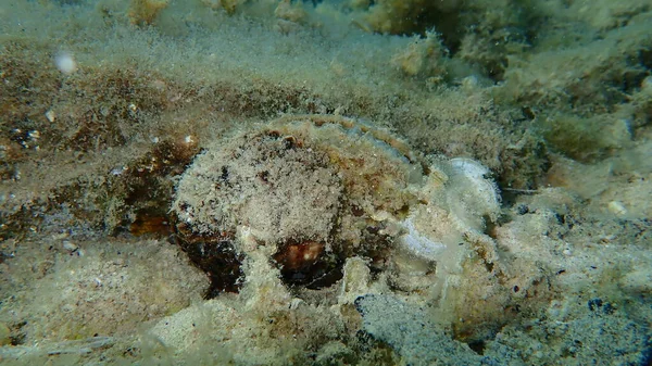 Bivalve Mollusc Noble Pen Shell Fan Mussel Pinna Nobilis Undersea — Stock Photo, Image