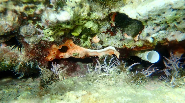 Kolonialtunicates Common Didemnid Didemnum Commune Unterwasser Ägäis Griechenland Insel Thasos — Stockfoto
