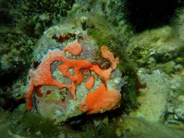 Colonial Tunicates Common Didemnid Didemnum Commune Undersea Aegean Sea Greece — Stock Photo, Image