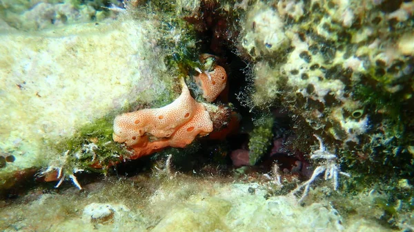 Tunicados Coloniais Didemnid Comum Didemnum Comuna Submarino Mar Egeu Grécia — Fotografia de Stock