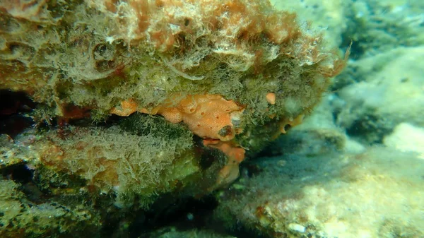 Colonial Tunicates Common Didemnid Didemnum Community Undersea Αιγαίο Πέλαγος Ελλάδα — Φωτογραφία Αρχείου
