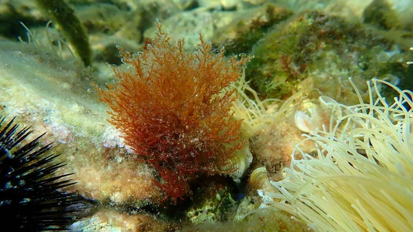 Κόκκινα Φύκια Laurencia Obtusa Undersea Αιγαίο Πέλαγος Ελλάδα Θάσος — Φωτογραφία Αρχείου