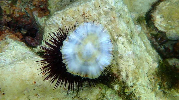 Seashell Mediterranean Limpet Rayed Mediterranean Limpet Patella Caerulea Undersea Aegean — Stock Photo, Image