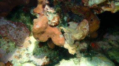 Taşlı sünger (Petrosia ficiforis) deniz altı, Ege Denizi, Yunanistan, Thasos Adası