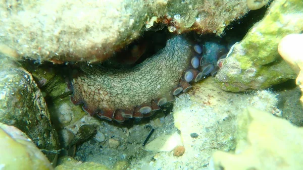 普通章鱼 Octopus Vulgaris 特写镜头海底触须上的吸盘或吸盘 希腊爱琴海 塔索斯岛 — 图库照片