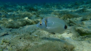 Denizaltı, Ege Denizi, Yunanistan, Thasos Adası, iki bantlı deniz çipurası (Diplodus vulgaris) ortak deniz çipleri
