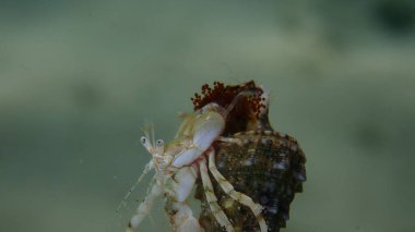 Roux 'un münzevi yengeci veya küçük münzevi yengeci, güney pençeli münzevi yengeci (Diogenes pugilatörü) yumurtaları aşırı derecede yakın deniz altı, Ege Denizi, Yunanistan, Thasos adası