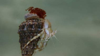 Roux 'un münzevi yengeci veya küçük münzevi yengeci, güney pençeli münzevi yengeci (Diogenes pugilatörü) yumurtaları aşırı derecede yakın deniz altı, Ege Denizi, Yunanistan, Thasos adası