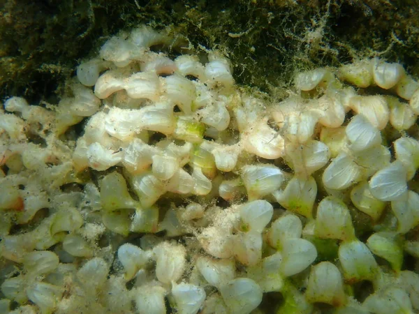 Αυγά Θαλασσινού Σαλιγκαριού Banded Dye Murex Hexaplex Trunculus Close Undersea — Φωτογραφία Αρχείου