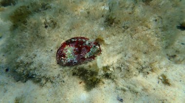 Deniz tabanı, Ege Denizi, Yunanistan, Thasos Adası 'nda Yeşil mercan ya da Kulak Kabuğu (Haliotis tuberculata)