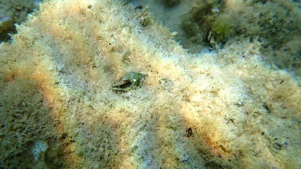 Eegean Sea Greece Thasos Island海底的Sea Snail Rustic Dove Snail Rustic — 图库照片