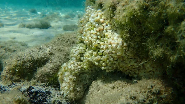 Eggs of sea snail banded dye-murex (Hexaplex trunculus) undersea, Aegean Sea, Greece, Thasos island