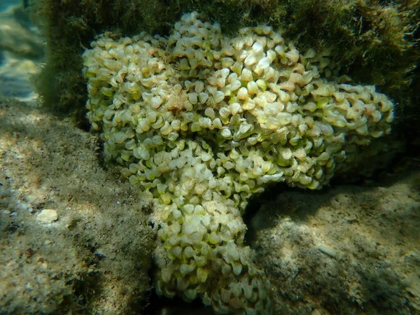 Eggs of sea snail banded dye-murex (Hexaplex trunculus) undersea, Aegean Sea, Greece, Thasos island