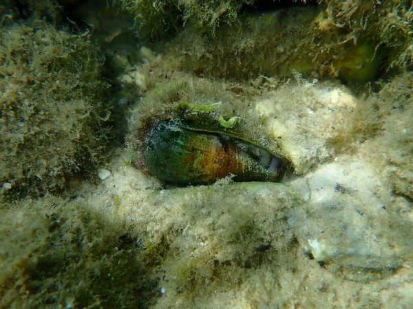 Морская Улитка Средиземноморский Конус Conus Ventricosus Подводный Эгейское Море Греция — стоковое фото