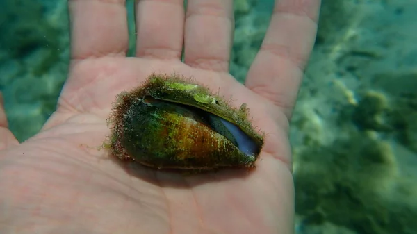잠수부의 지중해 달팽이 Ventricosus 그리스 타소스섬 — 스톡 사진
