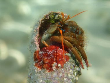 Akdeniz kayalık kıyısı keşiş yengeci veya Akdeniz gelgit keşiş yengeci (Clibanarius erythropus) aşırı yakın deniz altı, Ege Denizi, Yunanistan, Thasos adası