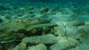 Akdeniz Gökkuşağı Burgusu (Coris julis) deniz altı, Ege Denizi, Yunanistan, Thasos Adası