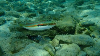 Akdeniz Gökkuşağı Burgusu (Coris julis) deniz altı, Ege Denizi, Yunanistan, Thasos Adası