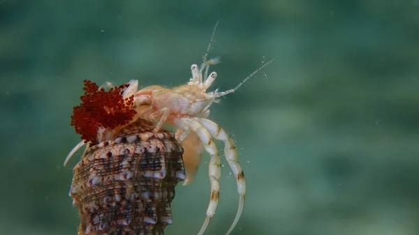 Rouxの隠者カニや小さな隠者カニ 南の爪隠者カニ ディオゲネスピューリレーター 卵の極端なクローズアップ海底 エーゲ海 ギリシャ タソス島を運ぶ — ストック写真