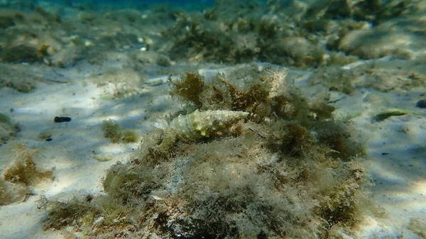Eegean Sea Greece Thasos Island海底的海螺共同耳垢或欧洲耳垢 — 图库照片