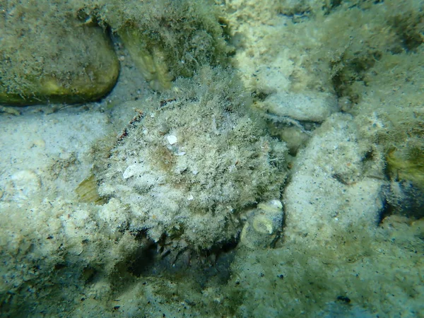 Ostrygi Cierniste Lub Przegrzebki Kręgowe Ostrygi Cierniste Spondylus Gaederopus Morze — Zdjęcie stockowe