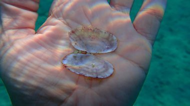 Bir dalgıç, Ege Denizi, Yunanistan, Thasos adası üzerinde iki kapaklı yumuşakça deniz kabuğu ya da büyük güneş batımı kabuğu (Gari depresisa).