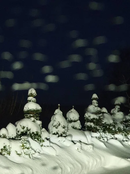 Vánoční Stromky Sněhu Rozmazané Noční Obloze Pozadí — Stock fotografie