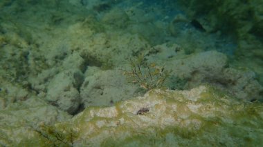 Hidroid veya hidrozoa (Eudendrium rameum veya Thyroscyphus ramosus) deniz altı, Atlantik Okyanusu, Küba, Varadero
