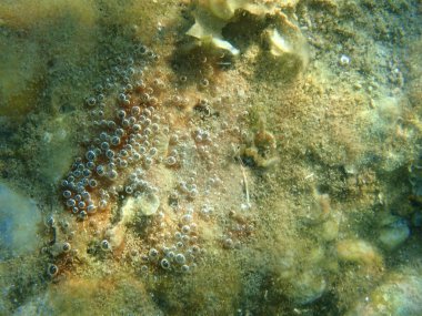 lump of Cyanobacteria close-up, formerly called Blue-green algae (Cyanophyta) undersea, Aegean Sea, Greece, Halkidiki