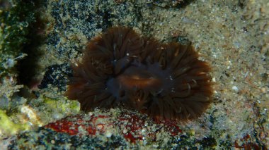 Zarif şakayık (Cylista elegans) yakın plan deniz altı, Ege Denizi, Yunanistan, Halkidiki