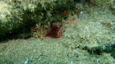 Deniz altı, Ege Denizi, Yunanistan, Halkidiki