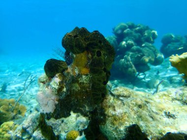 Koloni tunicates Didemnum cineraceum denizaltı, Karayip Denizi, Küba, Playa Cueva de los peces